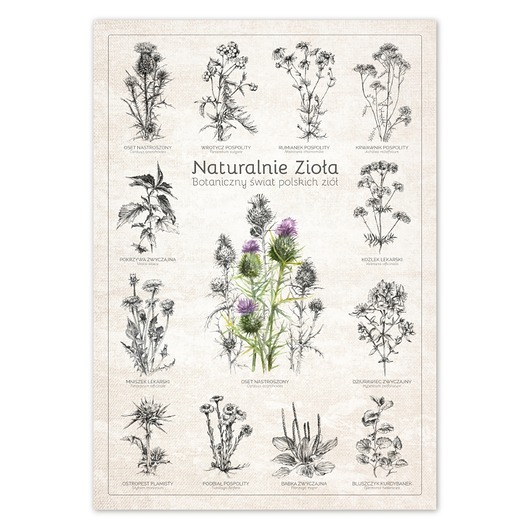 plakaty Naturalnie Zioła. Plakat botaniczny.