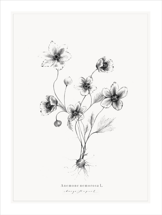 grafiki i ilustracje Anemone , print  30x40 cm