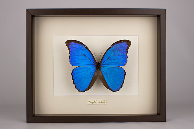 ramki na zdjęcia Motyl Morpho didius w brązowej gablocie