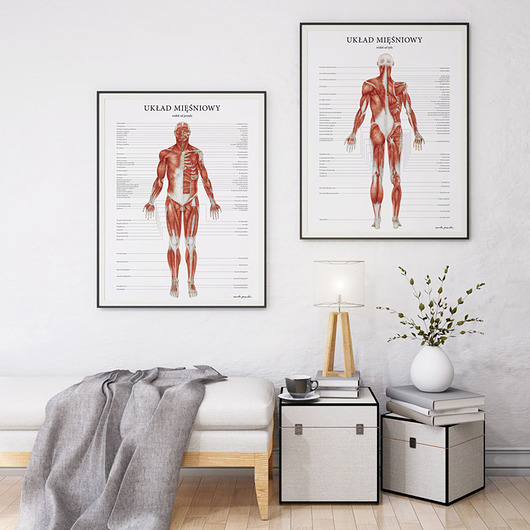 plakaty Plakat Mięśnie Człowieka