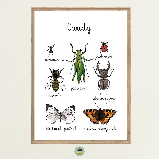 obrazy i plakaty do pokoju dziecięcego Plakat Edukacyjny Owady 2 Montessori dla dzieci
