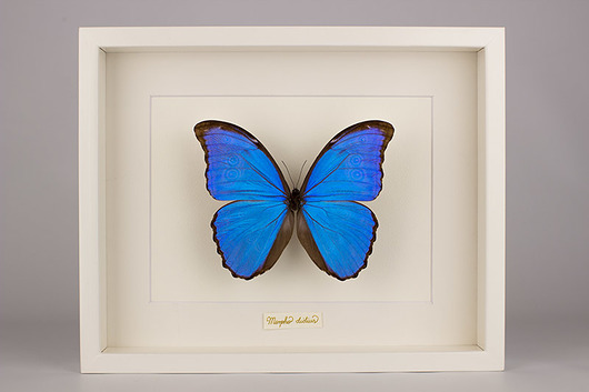 komunia - pozostałe Prezent na Komunię - Motyl w gablocie