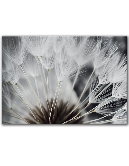 obrazy Obraz na płótnie - 100x70 cm - Dmuchawiec (1-0632)