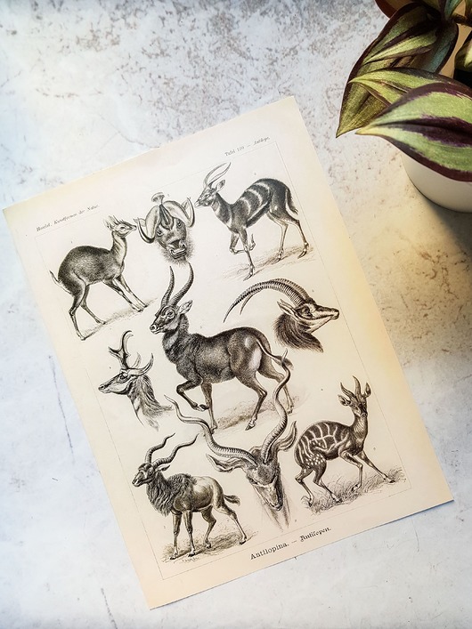 plakaty Plakat, Rycina Vintage - Antylopy