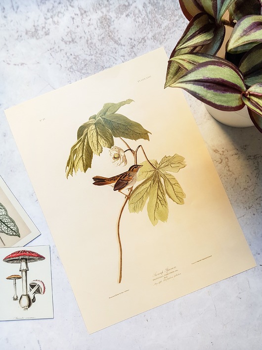 plakaty Plakat, Rycina Vintage - Ptak III