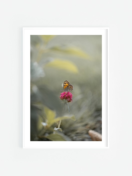 fotografia Motyl