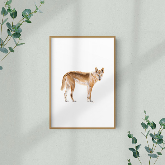 Ilustracja dingo Aleksandra Stanglewicz