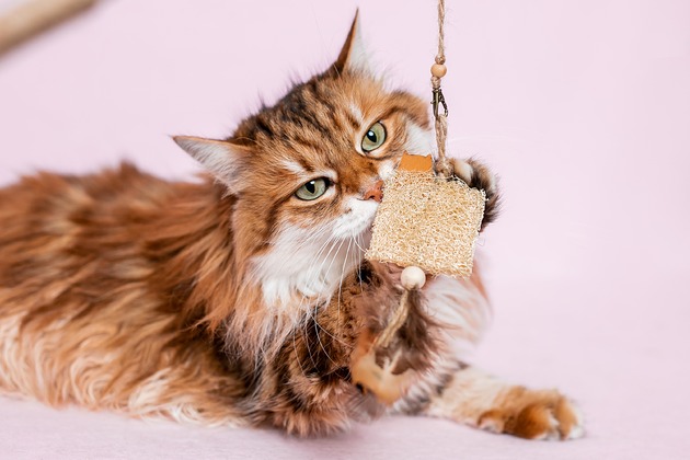 Zabawki dla zwierząt Wędka WILD CAT z zawieszką LOOFAH