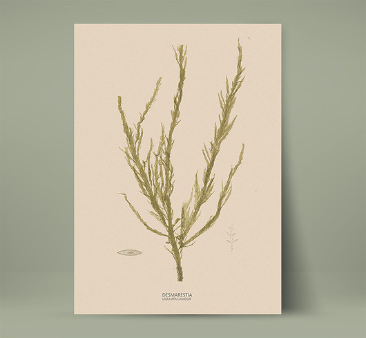 plakaty Plakat botaniczny z rośliną morską Retro