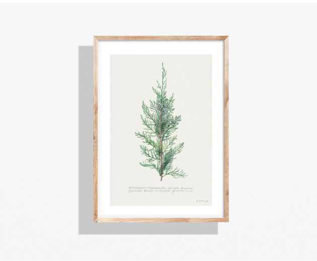plakaty PLAKAT jałowiec botaniczna grafika vintage