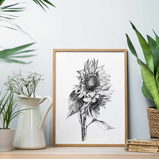 grafiki i ilustracje Słoneczniki 50x70 - grafika botaniczna