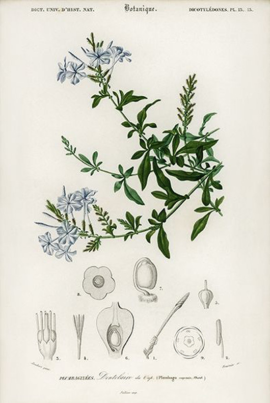 plakaty Olownik-uszkowaty-plakat-rycina