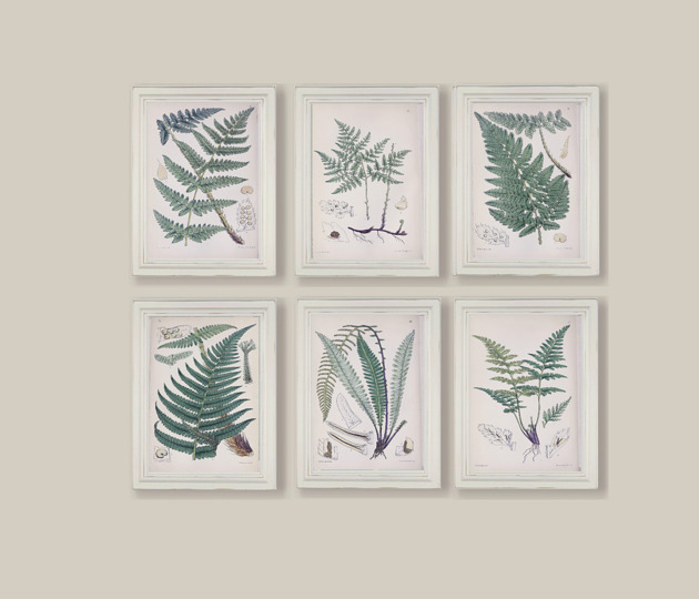 grafiki i ilustracje Ilustracje botaniczne paproć vintage