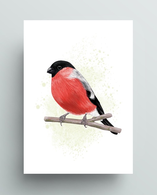 grafiki i ilustracje Gil zwyczajny