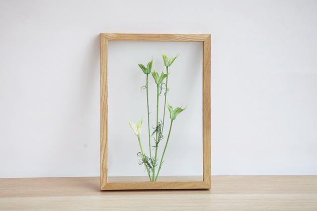 Nigella w dębowej ramce M Plantsonwall