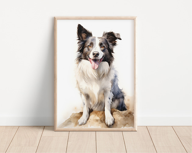 plakaty Plakat border collie