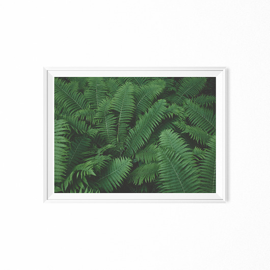 Plakat skandynawski botaniczny Paprocie myscandi