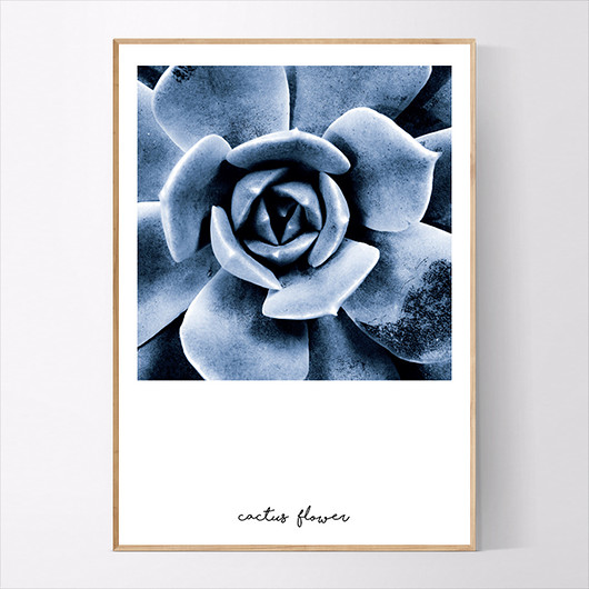 Plakat CACTUS FLOWER 40x50 CM MUKKO