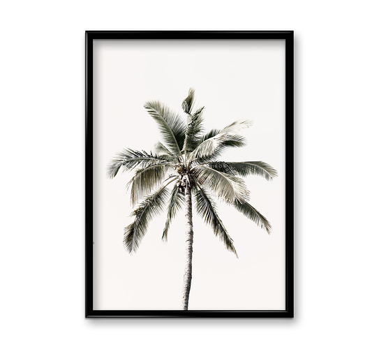 Plakat Single palm  Bury Lis