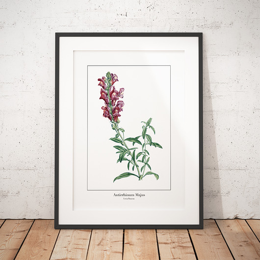 Plakat botaniczny Lwia Paszcza trochę na ścianę