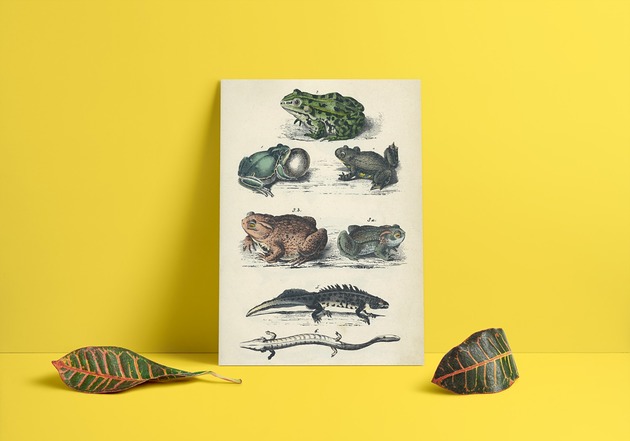 Plakat Żaby papiery pantery