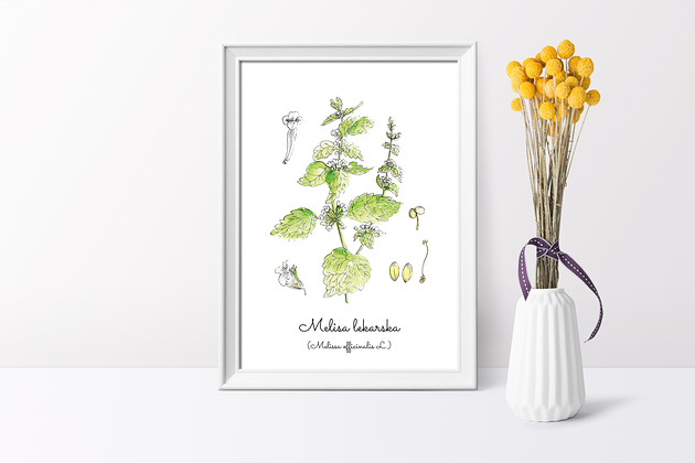 Plakat  ilustracja tablica botaniczna melisa Arty arty