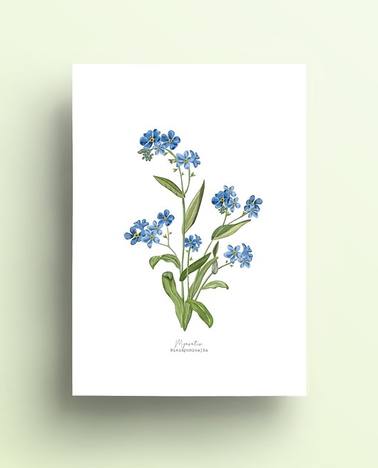 grafiki i ilustracje Niezapominajka