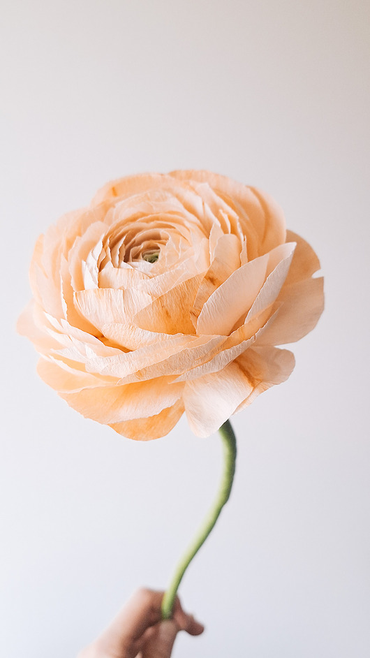 dodatki - różne Jaskier z papieru - jasnopomarańczowy - realistyczny