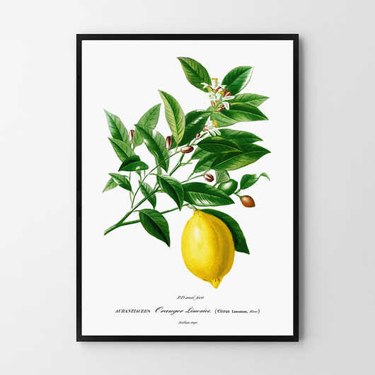 Plakat Cytryna HOG STUDIO