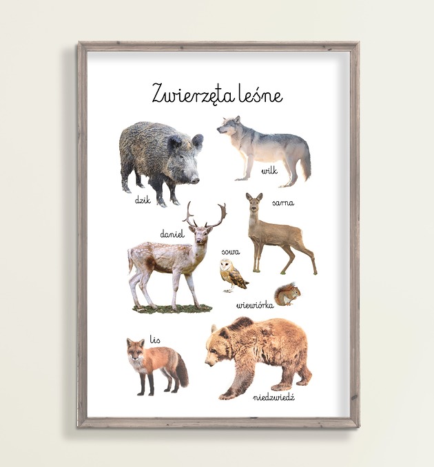 obrazy i plakaty do pokoju dziecięcego Plakat Zwierzęta Leśne Montessori