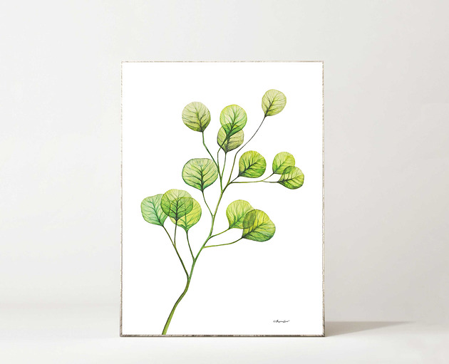 Plakat Eucalyptus Regina Land Atelier