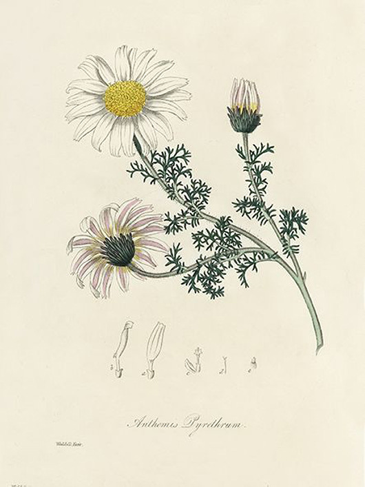 plakaty Bertram-lekarski-astry-plakat-rycina