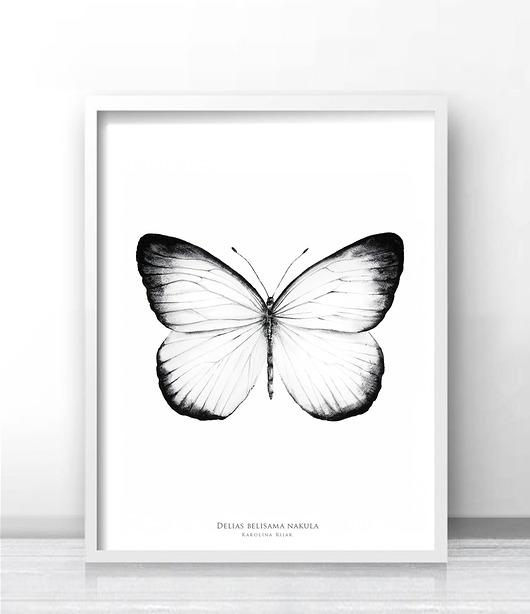 Motyl Delias belisama, plakat autorski Karolina Kijak