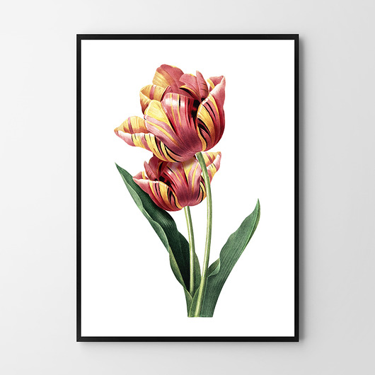 plakaty Tulipan - plakat vintage