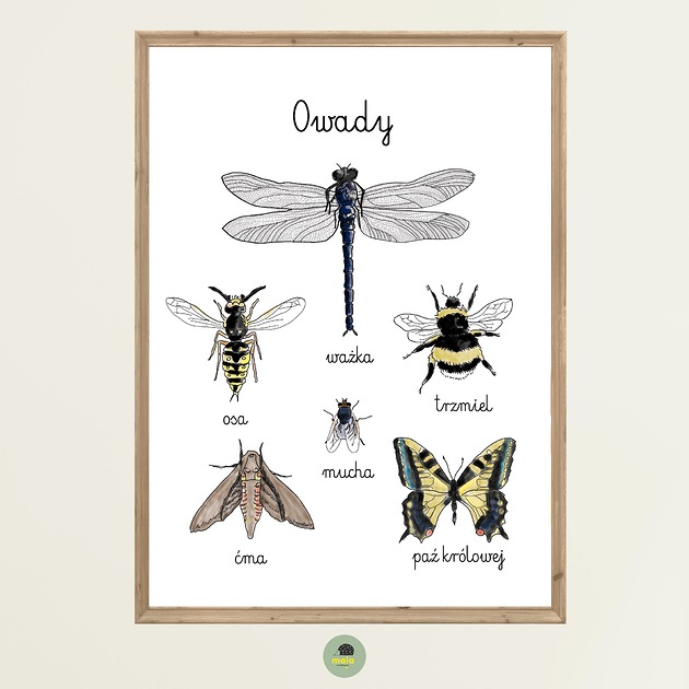 obrazy i plakaty do pokoju dziecięcego Plakat Edukacyjny Owady 1 Montessori dla dzieci