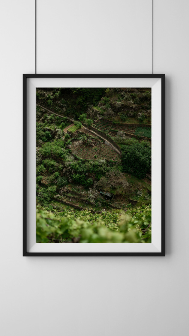 plakaty Tarasy uprawne, Madera, plakat, fotografia, plik cyfrowy
