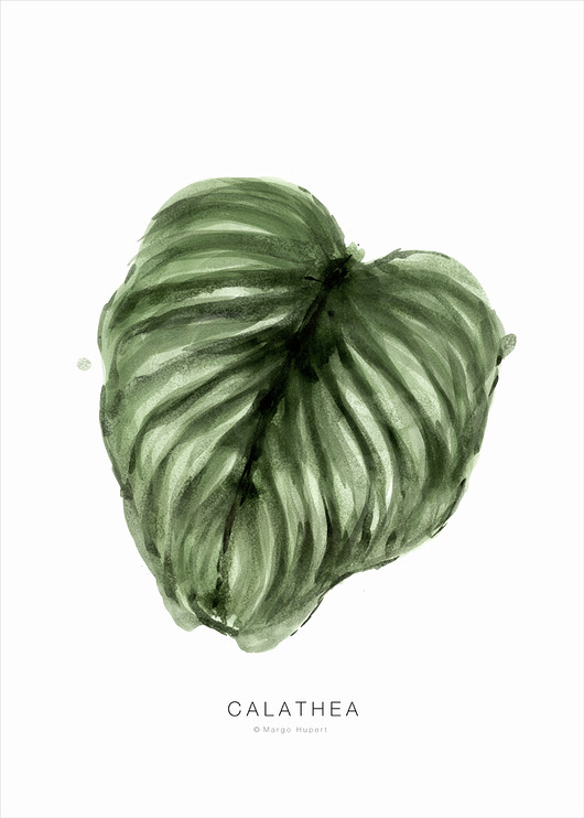 Plakat Calathea 40x50 cm Margo Hupert