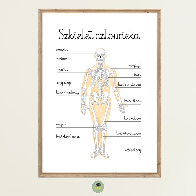 obrazy i plakaty do pokoju dziecięcego Plakat Edukacyjny Szkielet Człowieka Montessori dla dzieci