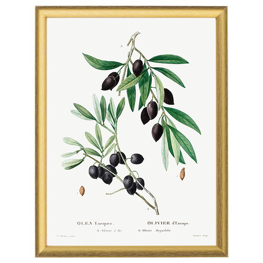Botaniczne ilustracje - Oliwka czarna White Rose Peonies 