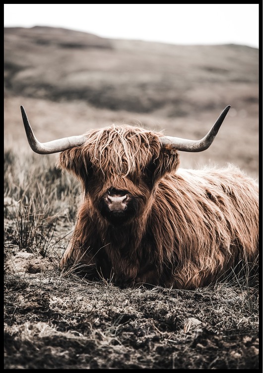 plakaty Plakat "Highland cattle"