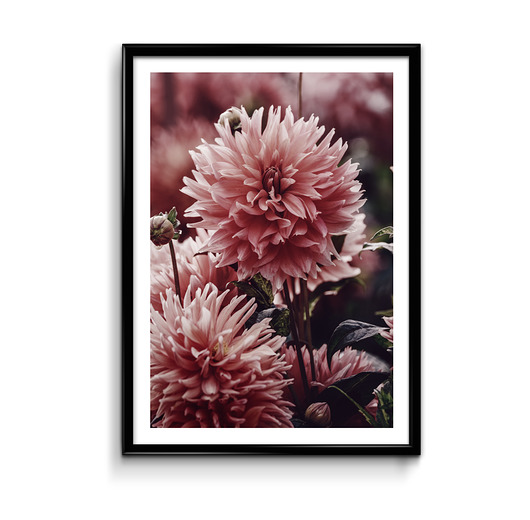 Czerwone dalie - plakat  Bury Lis
