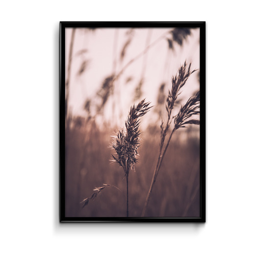 Trawy - plakat  Bury Lis