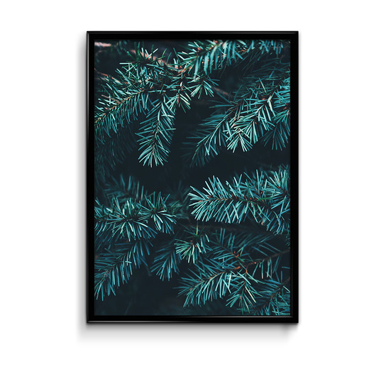 Sosna plakat 50x70 Bury Lis