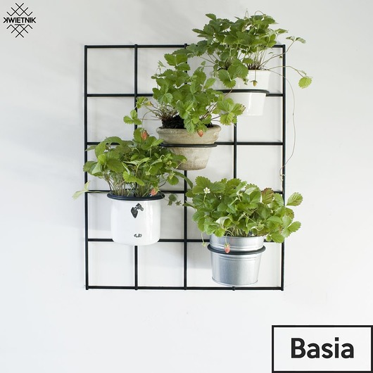 kwietniki KWIETNIK Basia