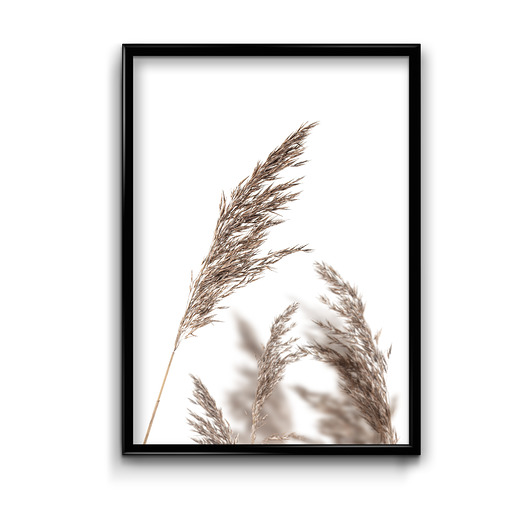 Plakat Trzciny  Bury Lis