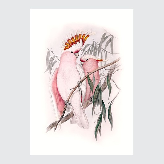 Plakat Ilustracja Vintage Kakadu Ognistoczuba Poster Gallery Wall