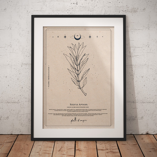 Poster Biała Szałwia A3 Plants of Magic