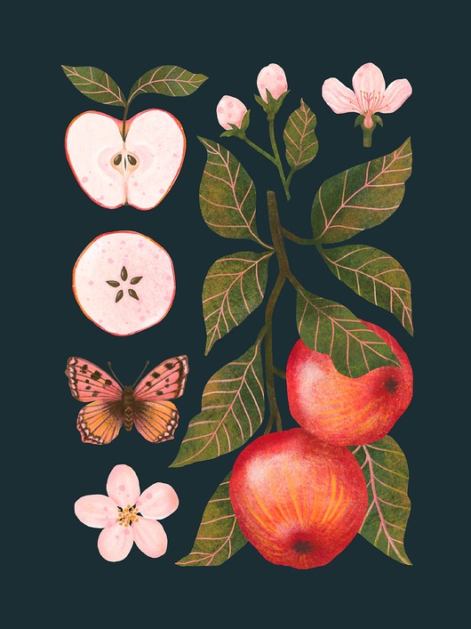 plakaty Plakat "Jabłka" granatowe tło 30x40 cm