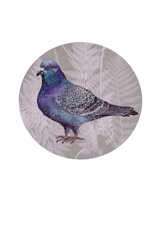 pigeon BOSKE