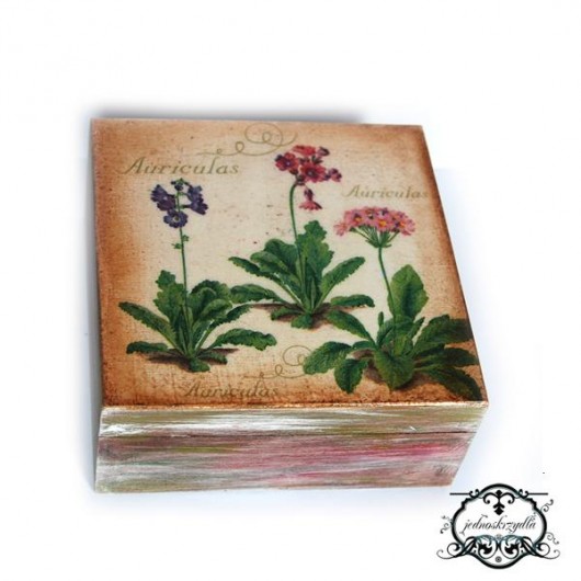 Stara skrzyneczka - Auriculas Jednoskrzydla